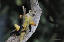 <p>KOTUL VEVEROVITÝ (Saimiri sciureus) Zoo Praha ---- /Common squirrel monkey - Gewöhnlicher Totenkopfaffe)</p>